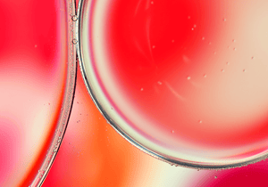GOJI BERRY EXTRACT